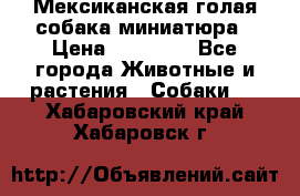 Мексиканская голая собака миниатюра › Цена ­ 53 000 - Все города Животные и растения » Собаки   . Хабаровский край,Хабаровск г.